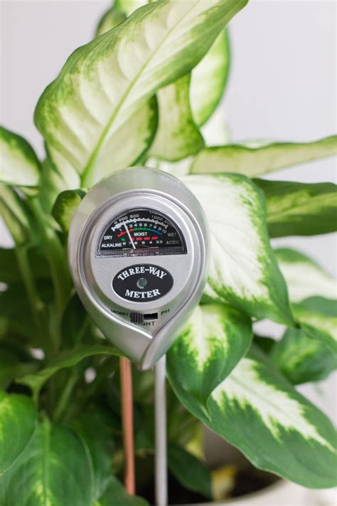 moisture meter reading for fiddle leaf fig|fig plant moisture meter.